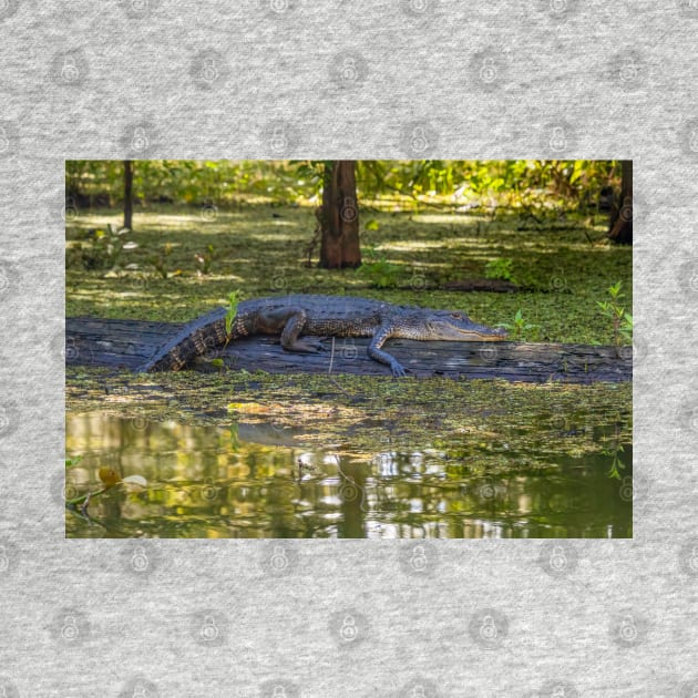 Resting Alligator in the Swamp by SafariByMarisa
